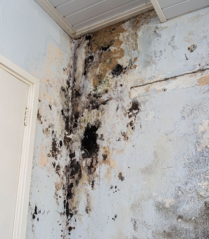 Mold Remediation in Colwich, Mount Hope, Andale, & St Marks KS 1